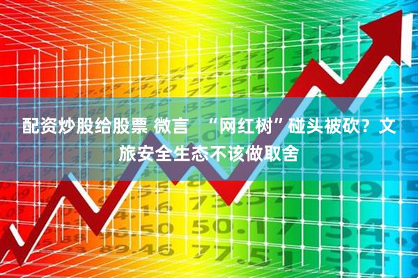 配资炒股给股票 微言   “网红树”碰头被砍？文旅安全生态不该做取舍