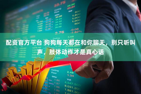 配资官方平台 狗狗每天都在和你聊天,别只听叫声,肢体动作才是真心话